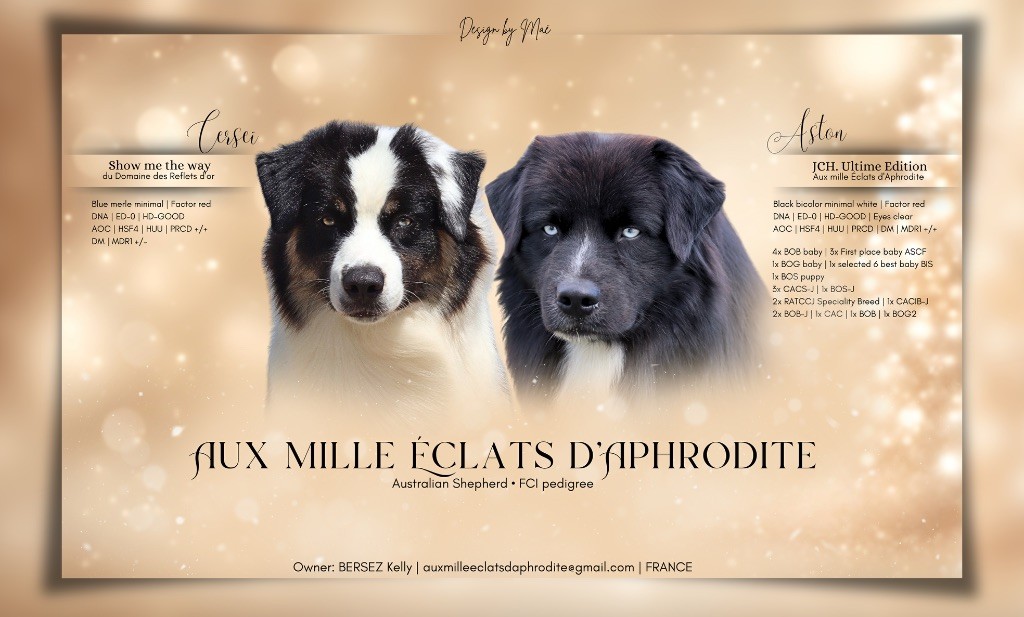 Aux Mille éclats D'Aphrodite - Chiot disponible  - Berger Australien