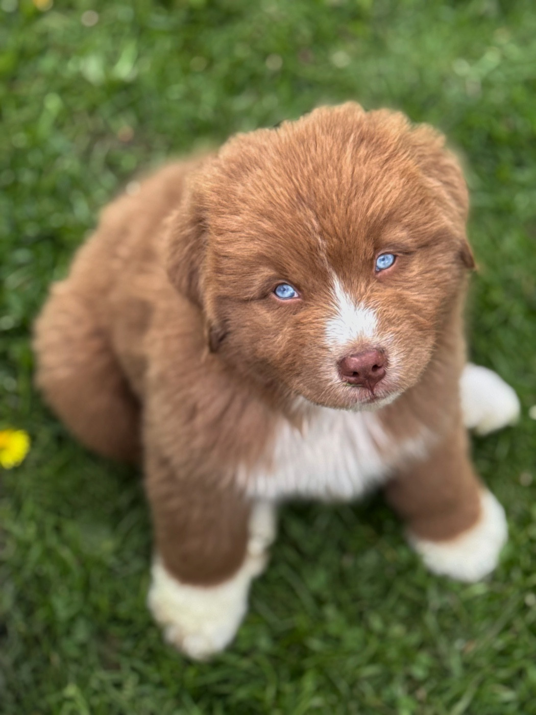 Bourbon d Exception Aux Mille éclats D'Aphrodite