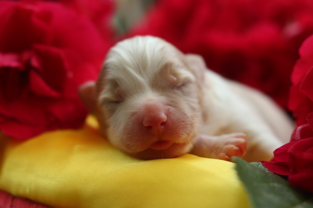 Aux Mille éclats D'Aphrodite - Chiots disponibles - Berger Australien