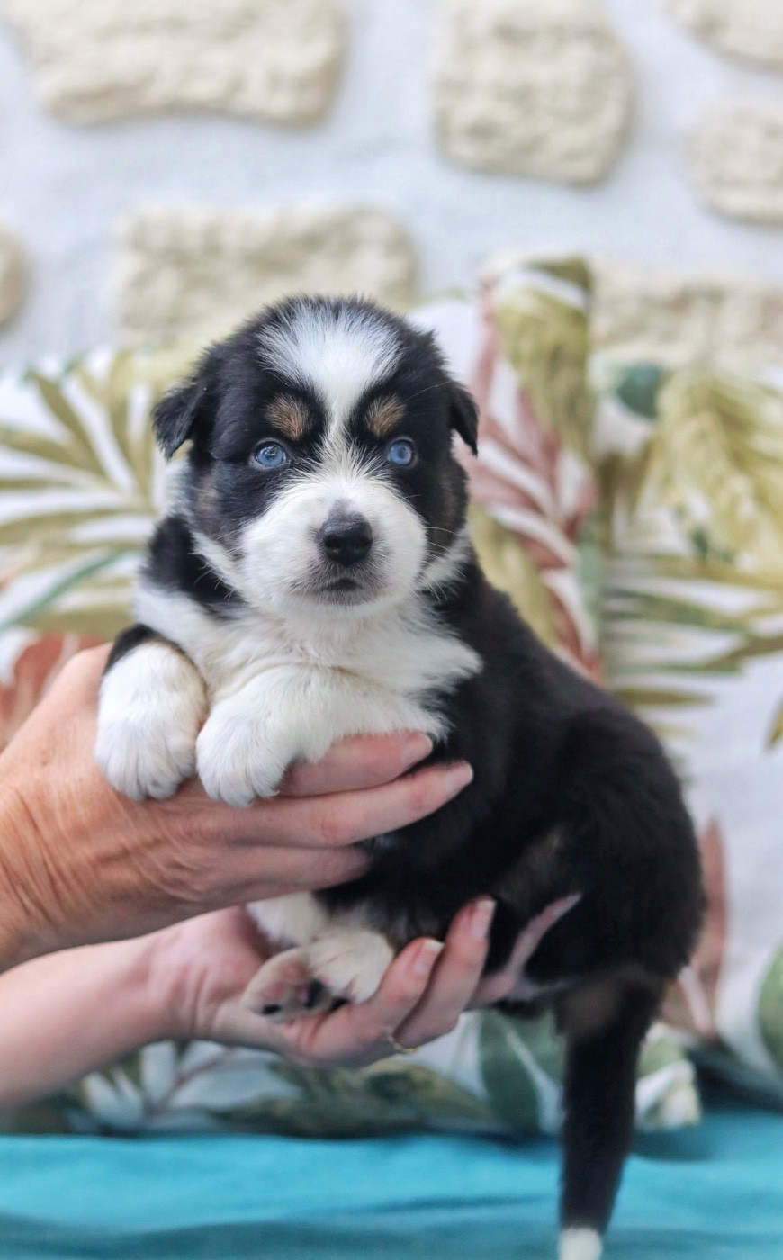 Aux Mille éclats D'Aphrodite - Chiots disponibles - Berger Australien