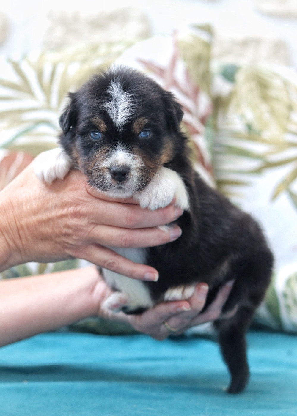 Aux Mille éclats D'Aphrodite - Chiots disponibles - Berger Australien