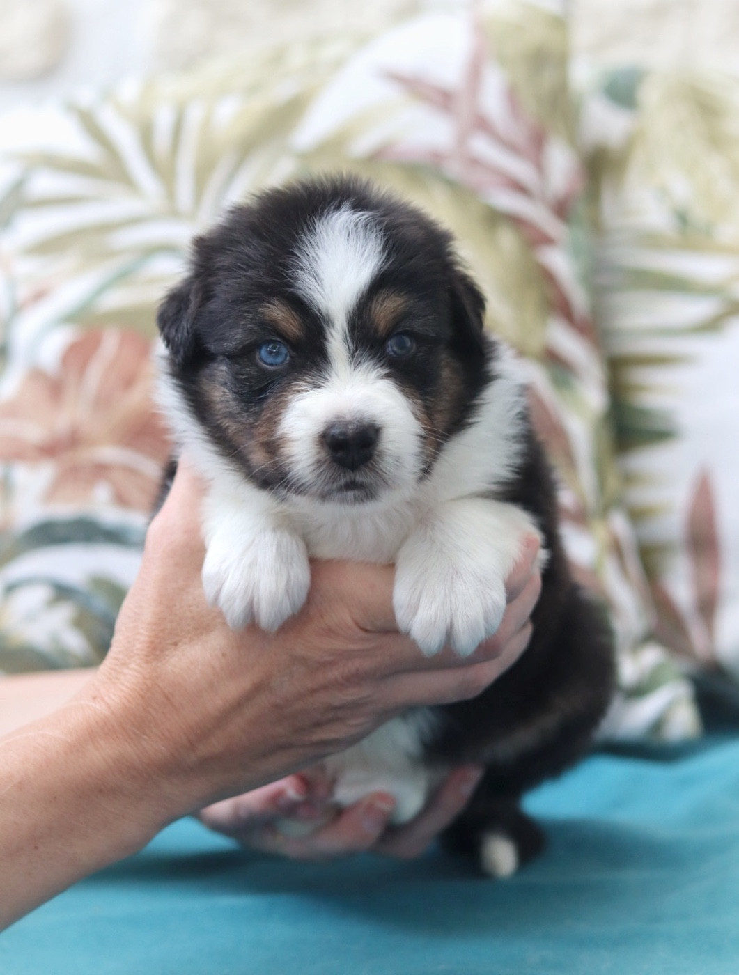 Aux Mille éclats D'Aphrodite - Chiots disponibles - Berger Australien