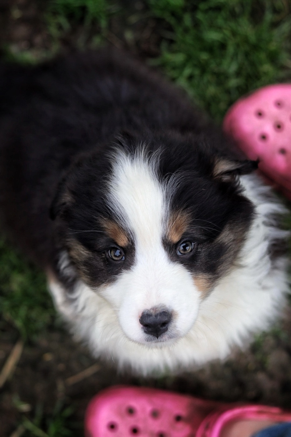 Aux Mille éclats D'Aphrodite - Chiots disponibles - Berger Australien