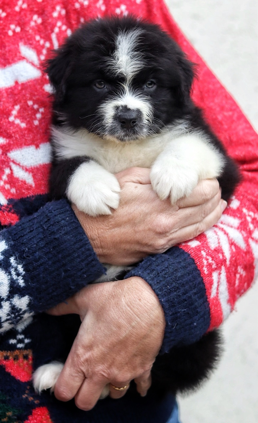 Aux Mille éclats D'Aphrodite - Chiots disponibles - Berger Australien