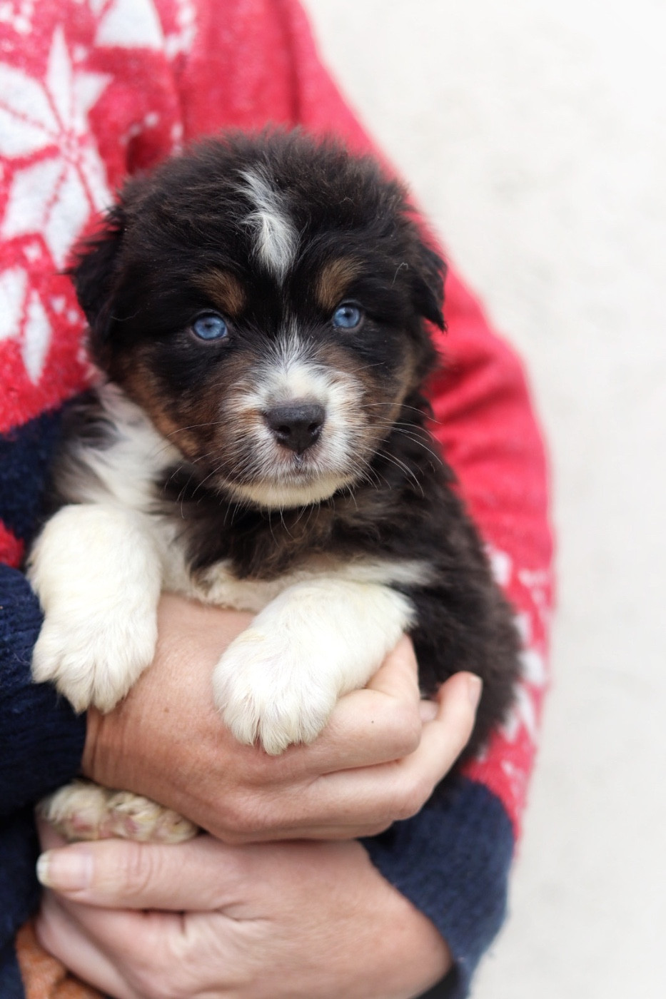 Aux Mille éclats D'Aphrodite - Chiots disponibles - Berger Australien