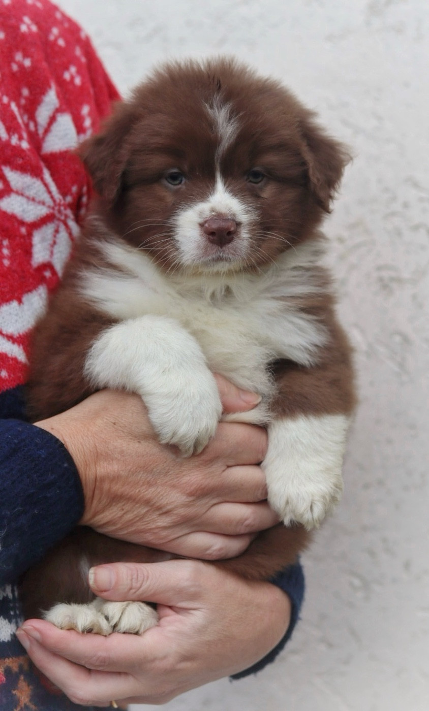 Aux Mille éclats D'Aphrodite - Chiots disponibles - Berger Australien