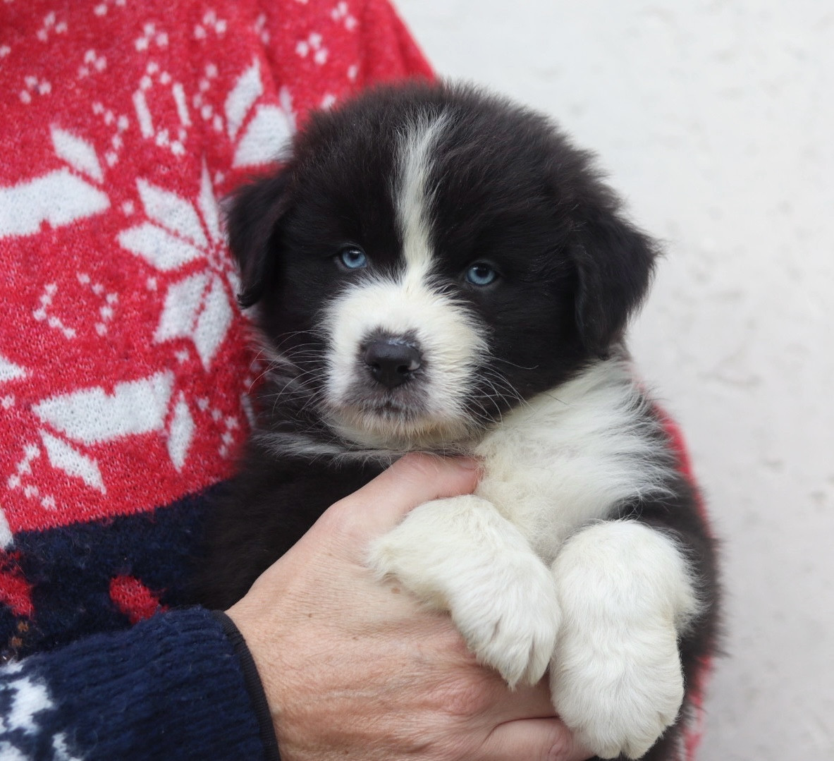 Aux Mille éclats D'Aphrodite - Chiots disponibles - Berger Australien