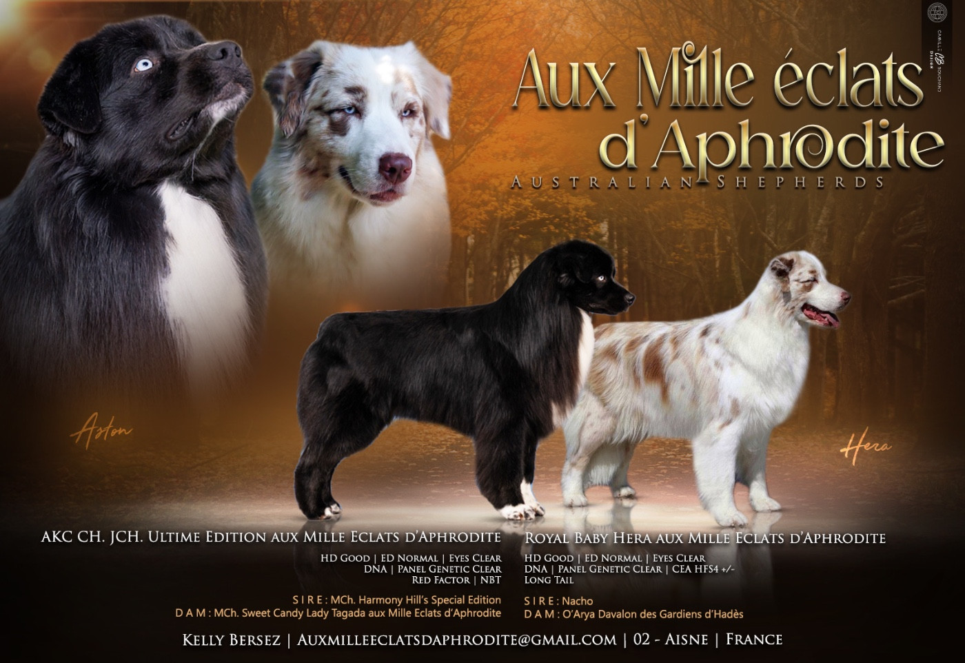 Chiot Berger Australien Aux Mille éclats D'Aphrodite