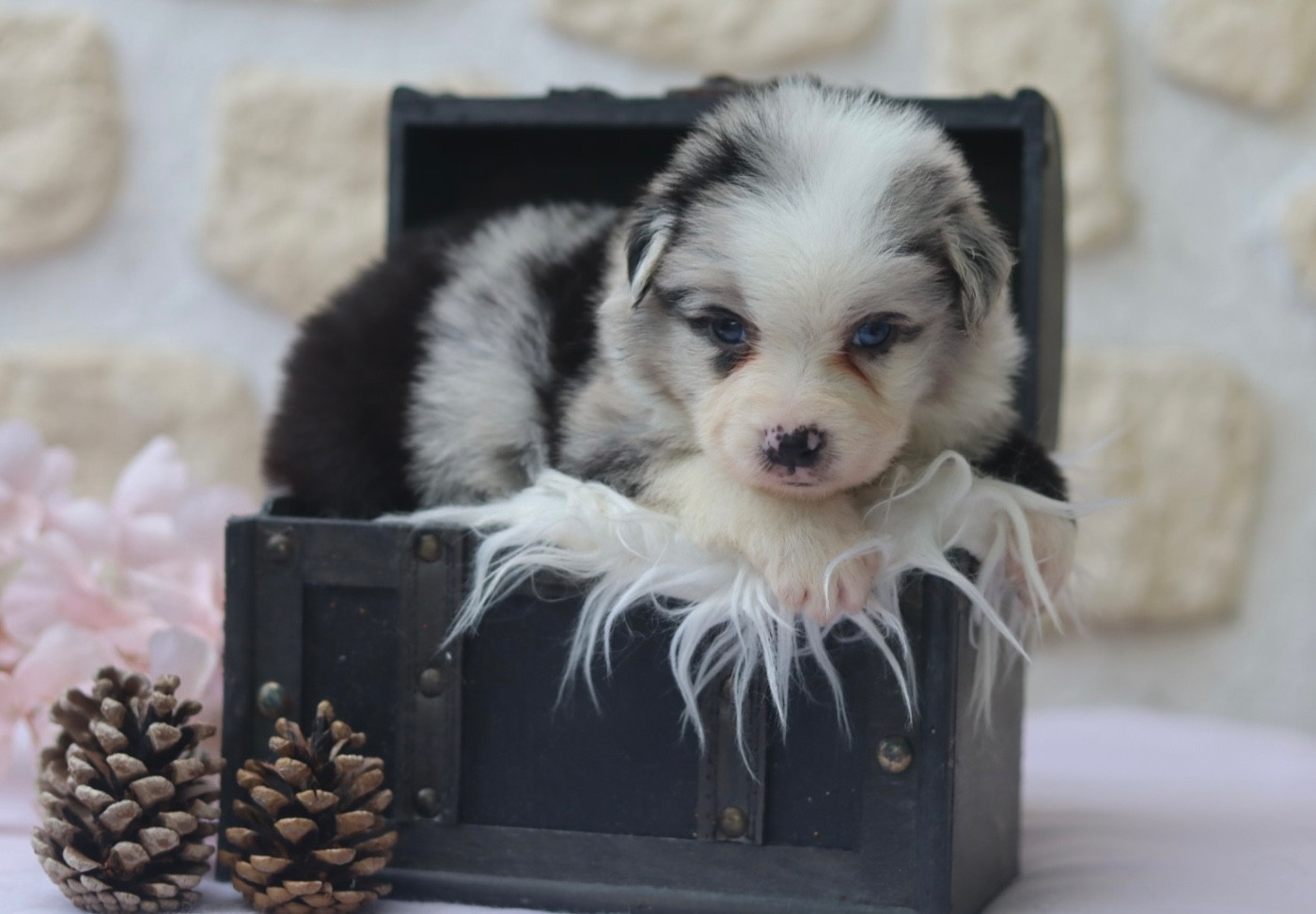 Aux Mille éclats D'Aphrodite - Chiots disponibles - Berger Australien