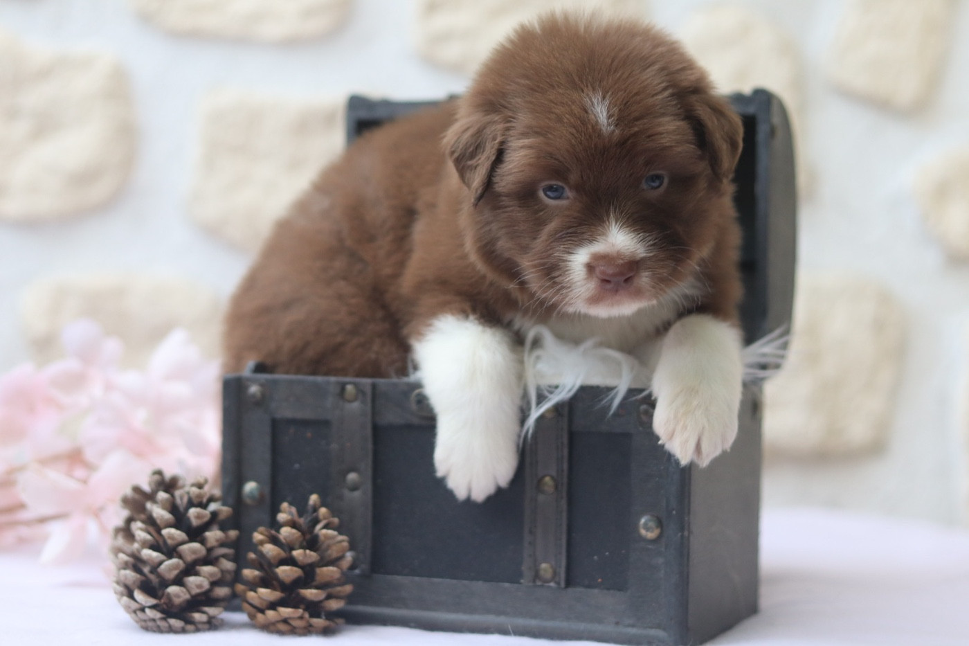 Aux Mille éclats D'Aphrodite - Chiots disponibles - Berger Australien