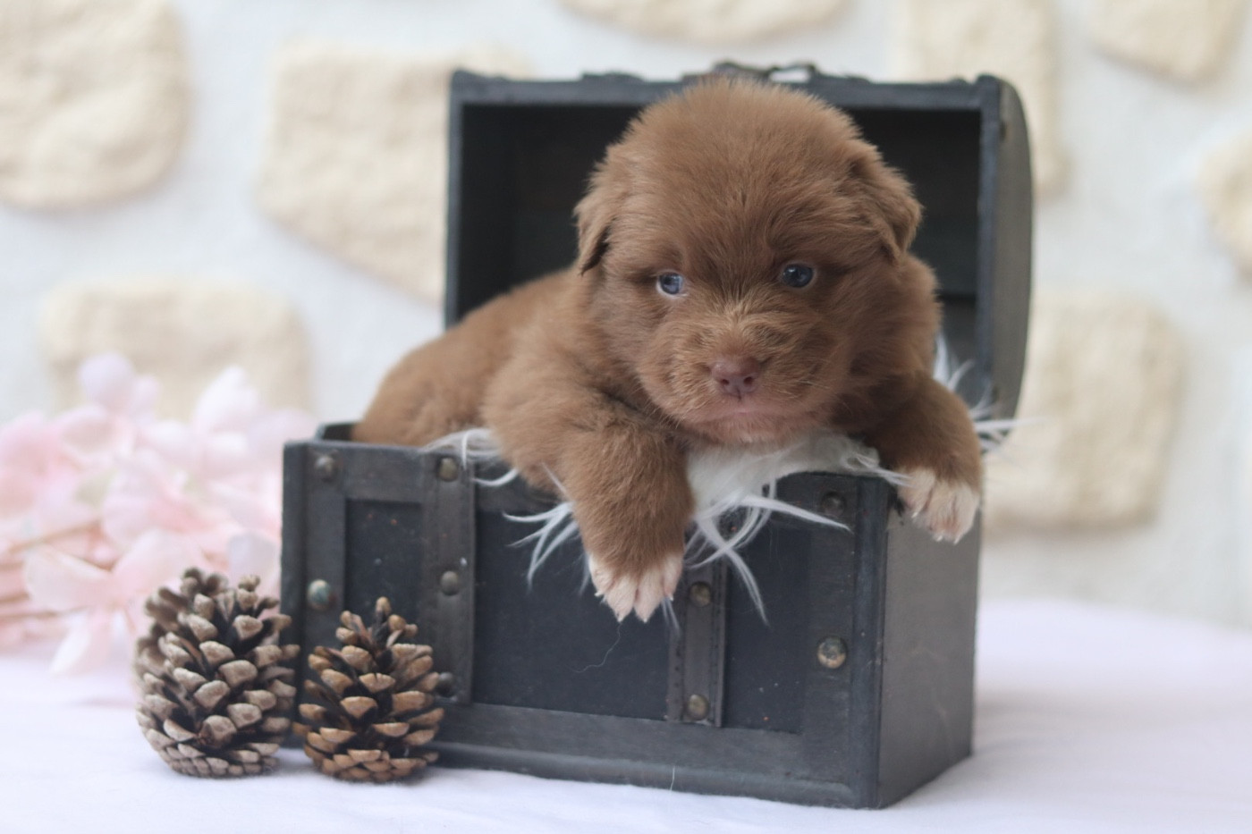 Aux Mille éclats D'Aphrodite - Chiots disponibles - Berger Australien