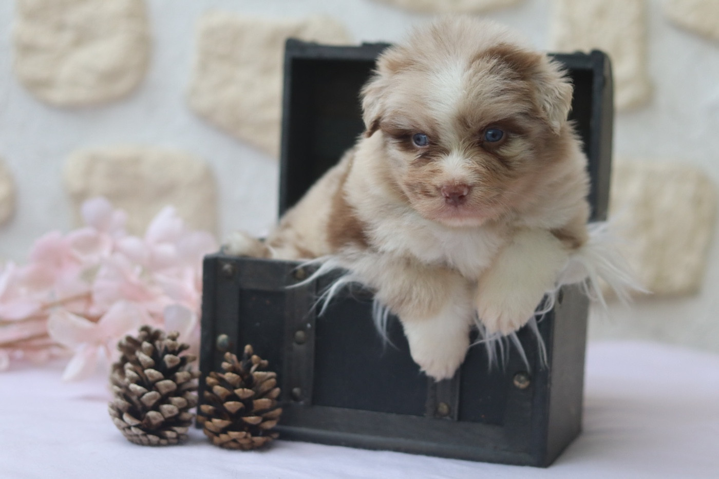 Aux Mille éclats D'Aphrodite - Chiots disponibles - Berger Australien