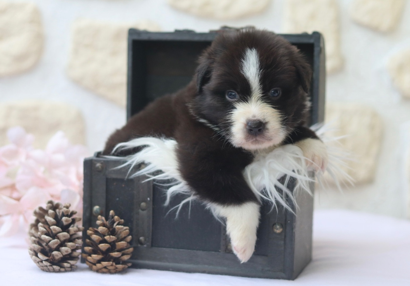 Aux Mille éclats D'Aphrodite - Chiots disponibles - Berger Australien