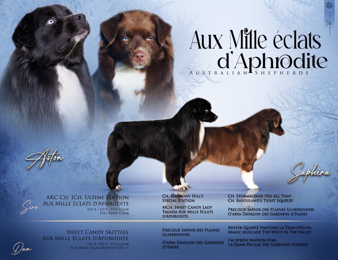 Chiot Berger Australien Aux Mille éclats D'Aphrodite