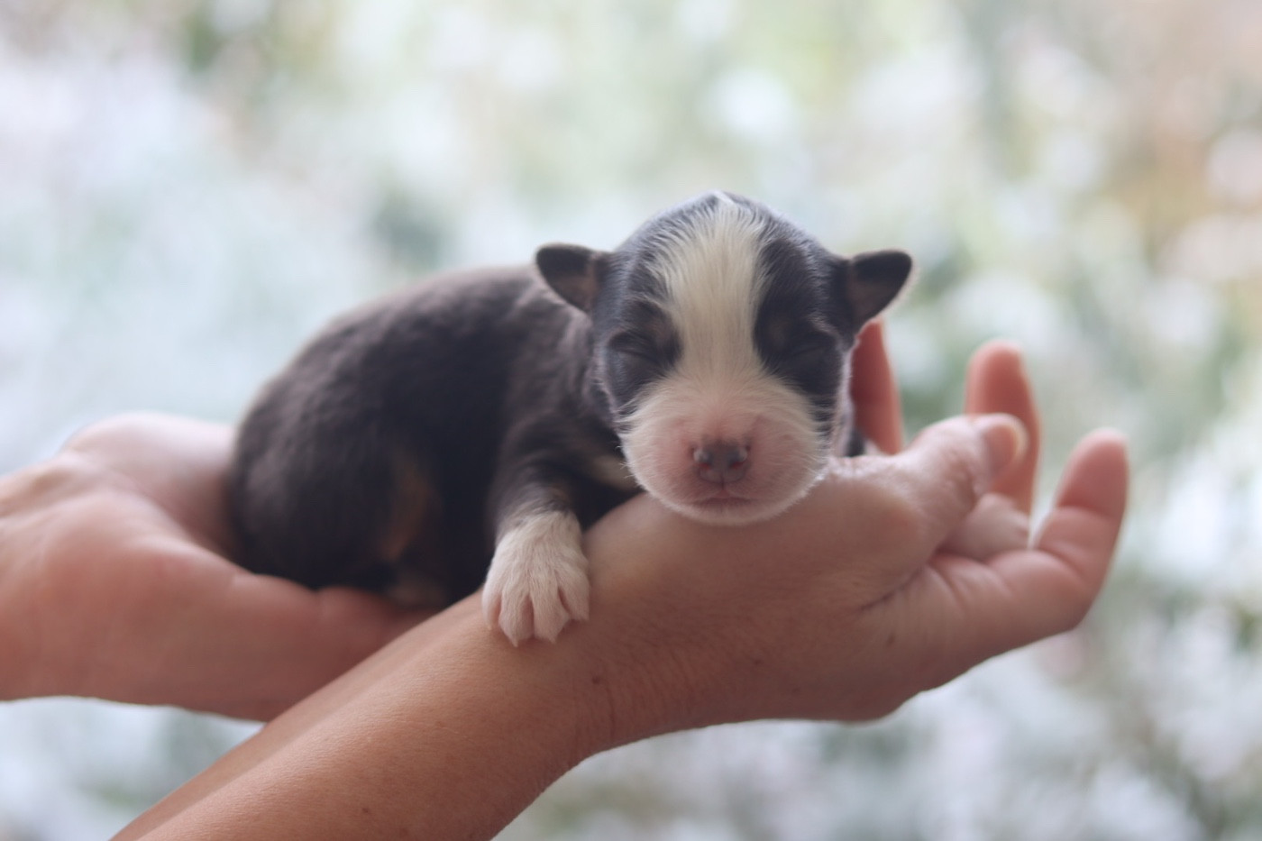 Aux Mille éclats D'Aphrodite - Chiots disponibles - Berger Australien