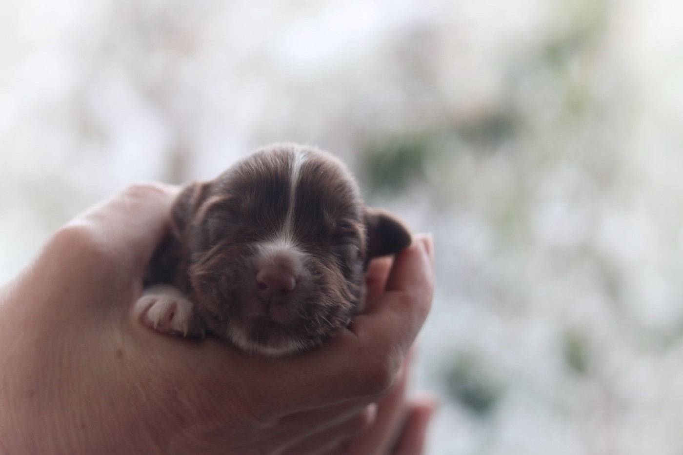 Aux Mille éclats D'Aphrodite - Chiots disponibles - Berger Australien