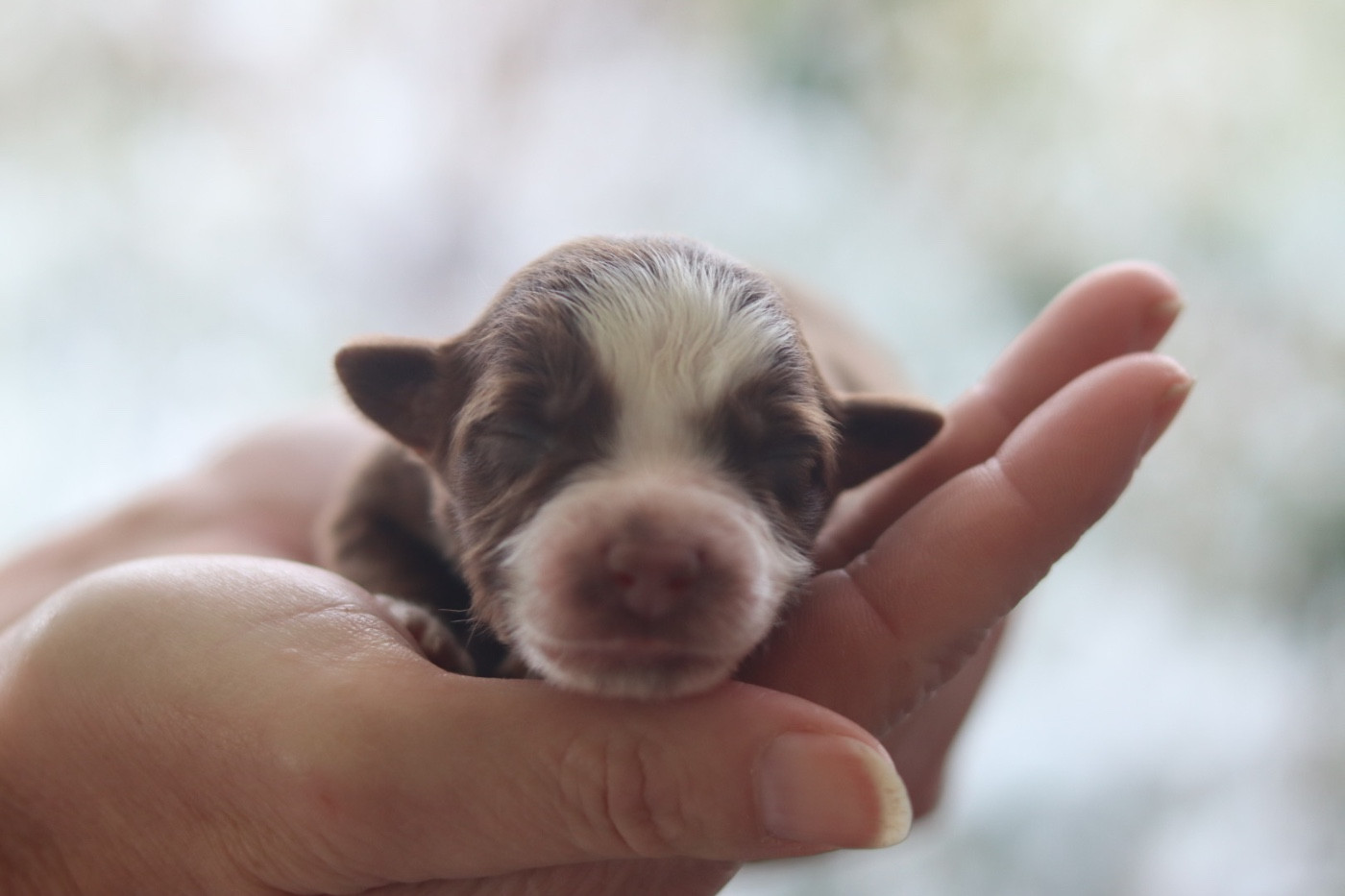 Aux Mille éclats D'Aphrodite - Chiots disponibles - Berger Australien