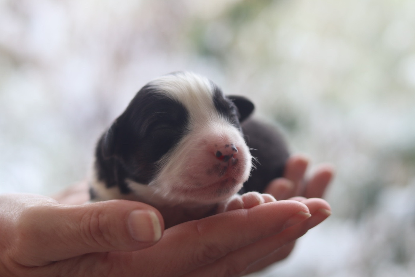 Aux Mille éclats D'Aphrodite - Chiots disponibles - Berger Australien