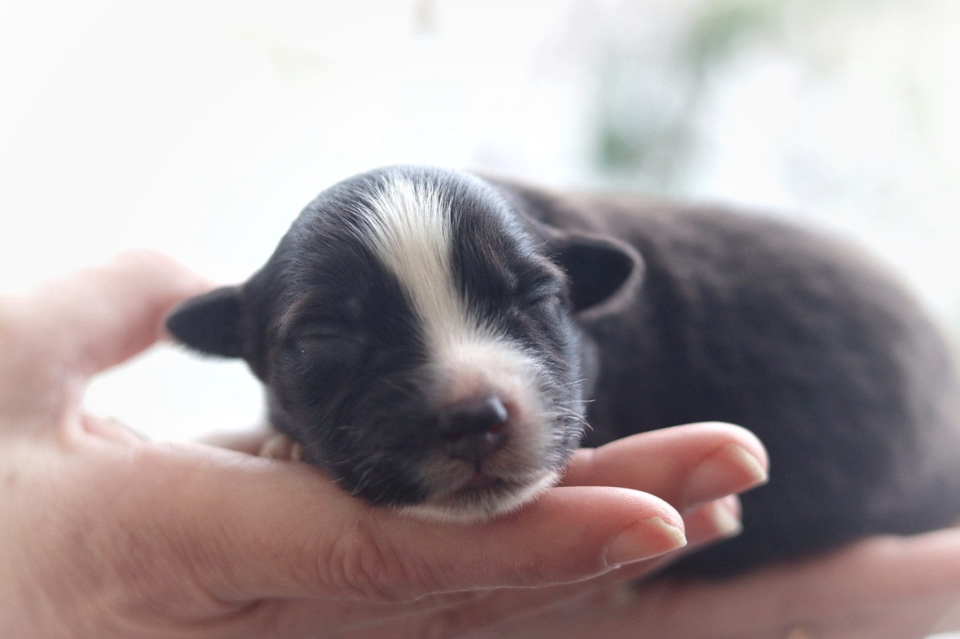 Aux Mille éclats D'Aphrodite - Chiots disponibles - Berger Australien