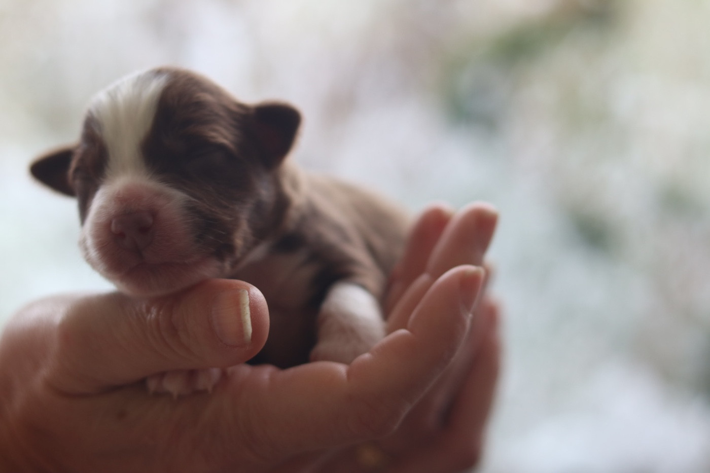 Aux Mille éclats D'Aphrodite - Chiots disponibles - Berger Australien