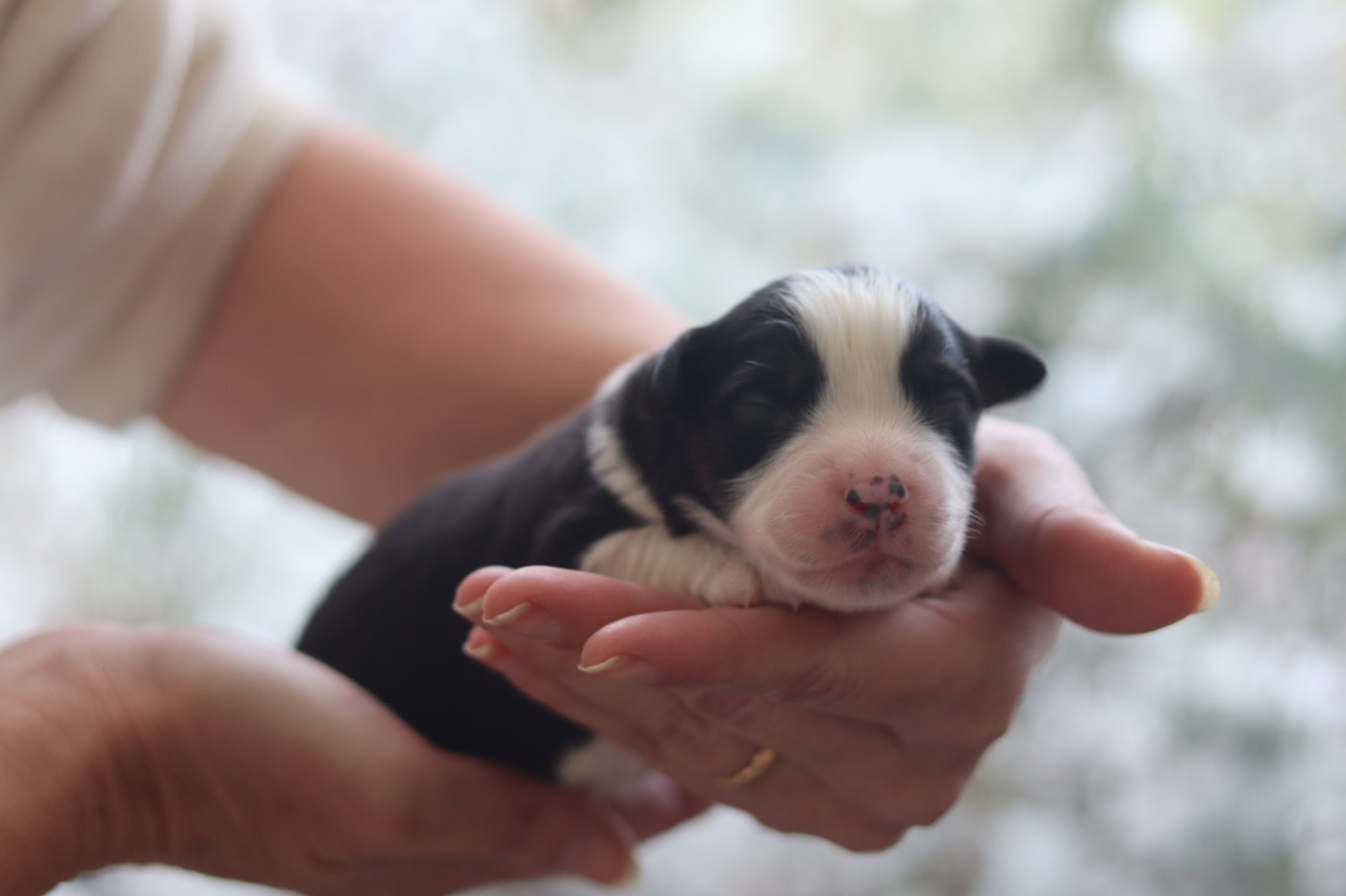 Aux Mille éclats D'Aphrodite - Chiots disponibles - Berger Australien