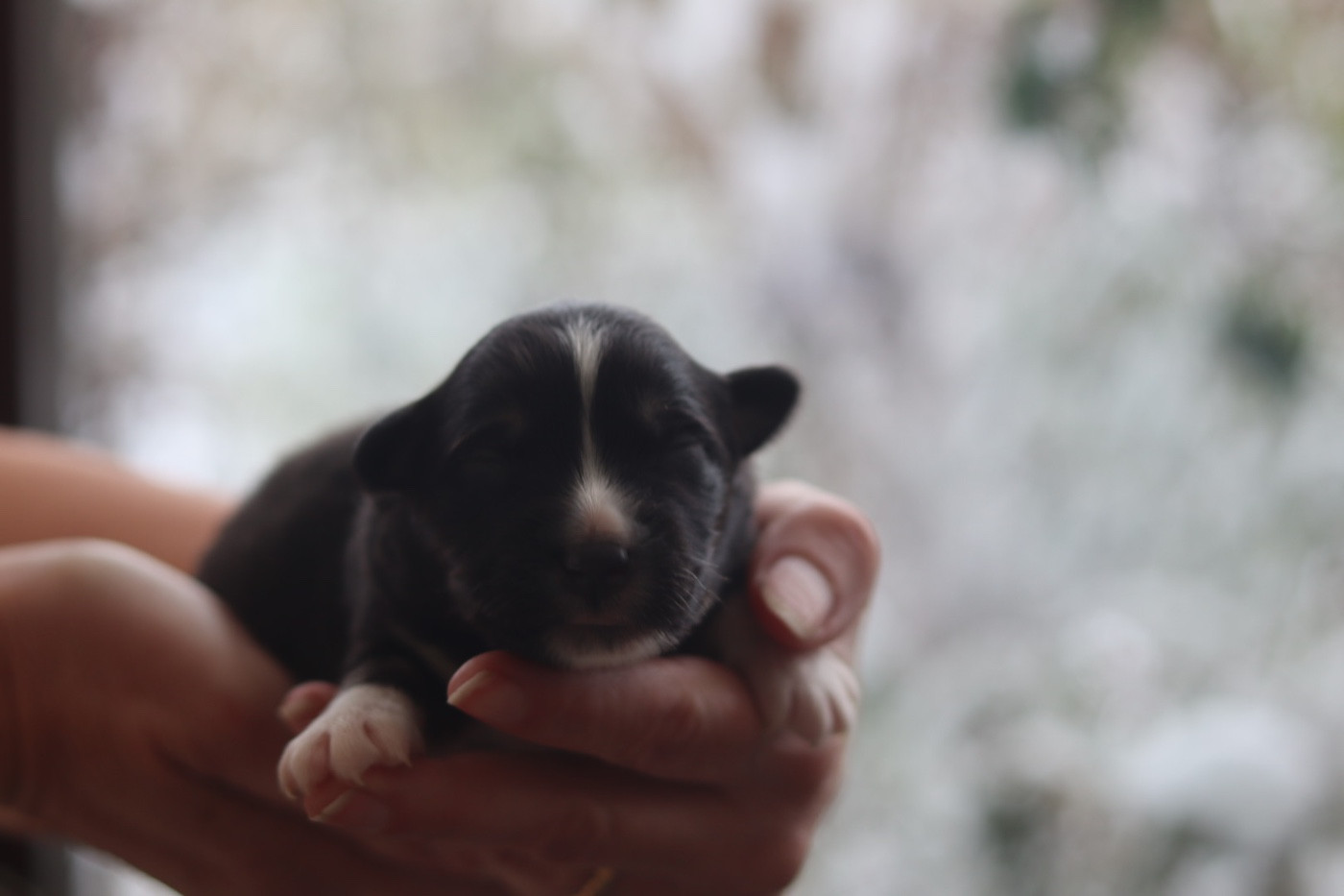 Aux Mille éclats D'Aphrodite - Chiots disponibles - Berger Australien