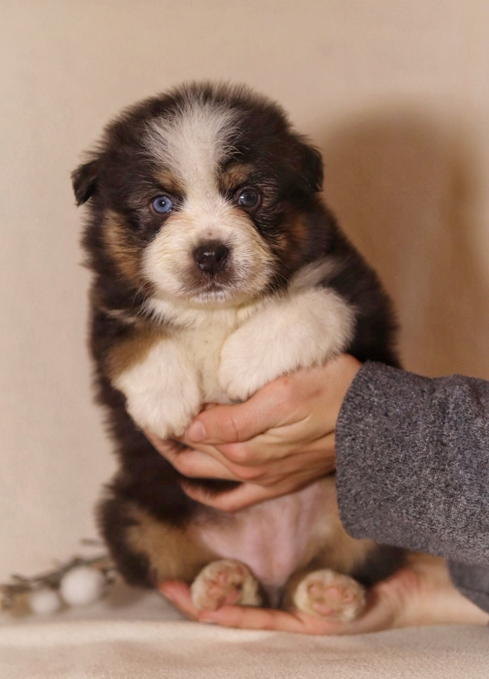 Aux Mille éclats D'Aphrodite - Chiots disponibles - Berger Australien