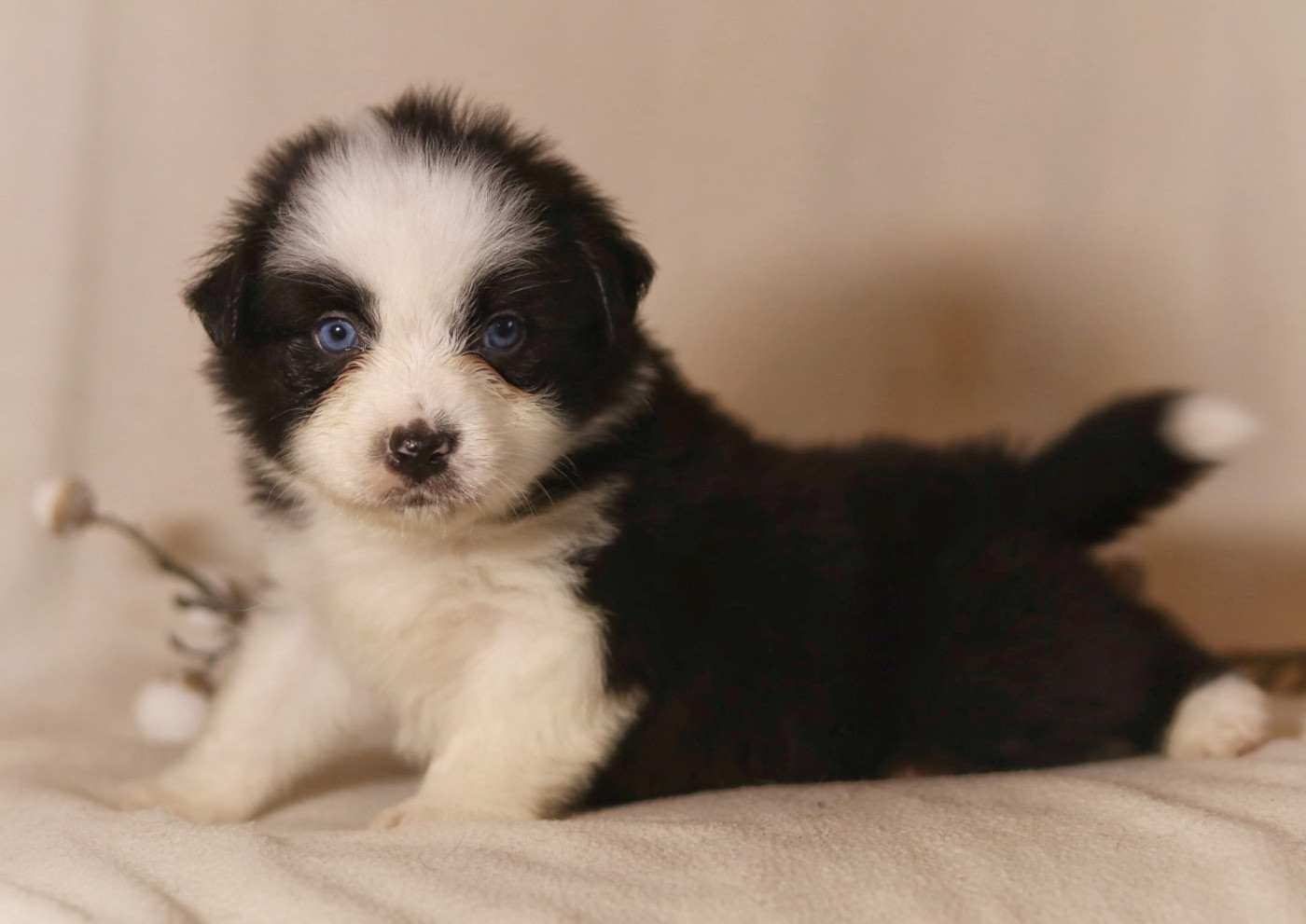 Aux Mille éclats D'Aphrodite - Chiots disponibles - Berger Australien