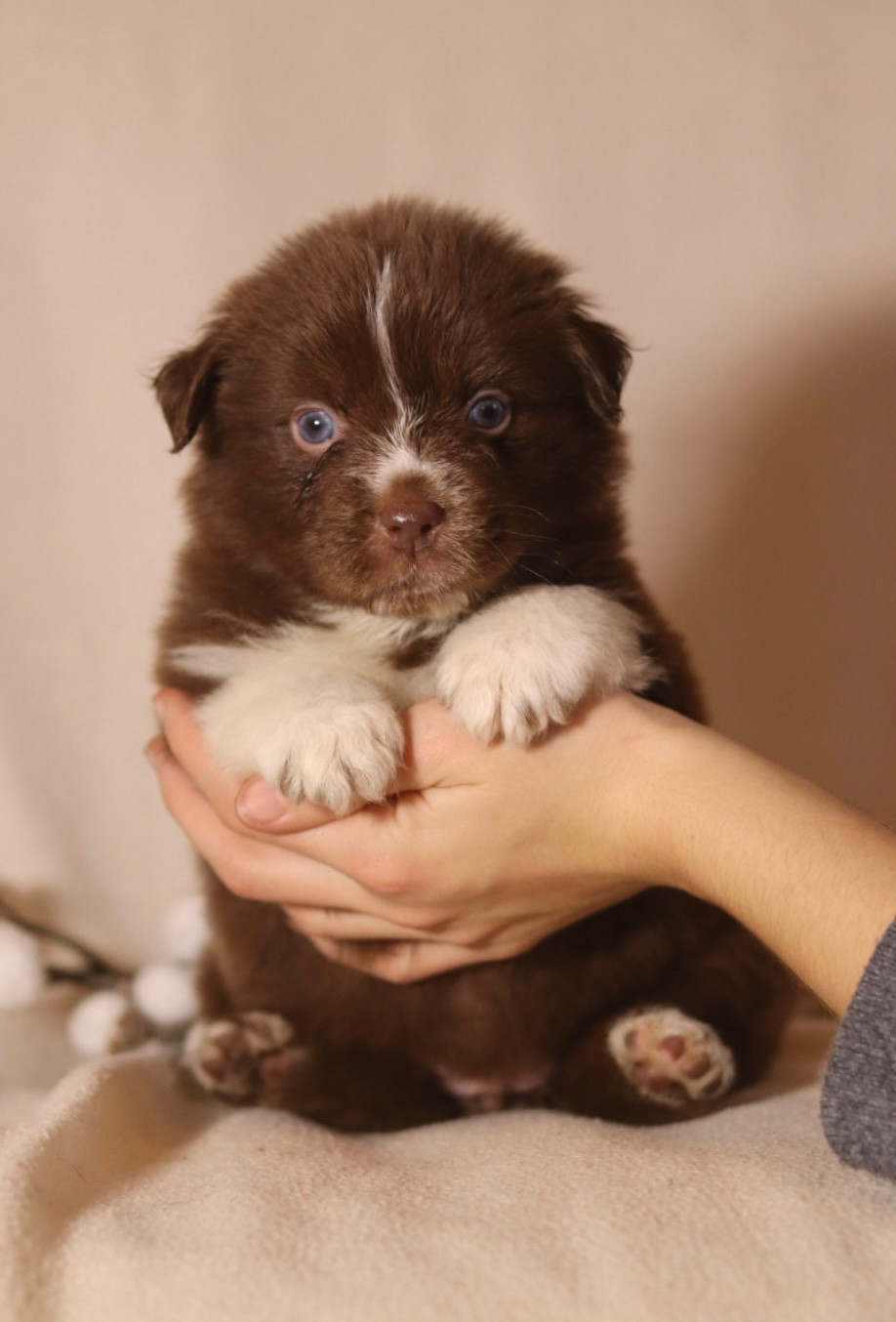 Aux Mille éclats D'Aphrodite - Chiots disponibles - Berger Australien