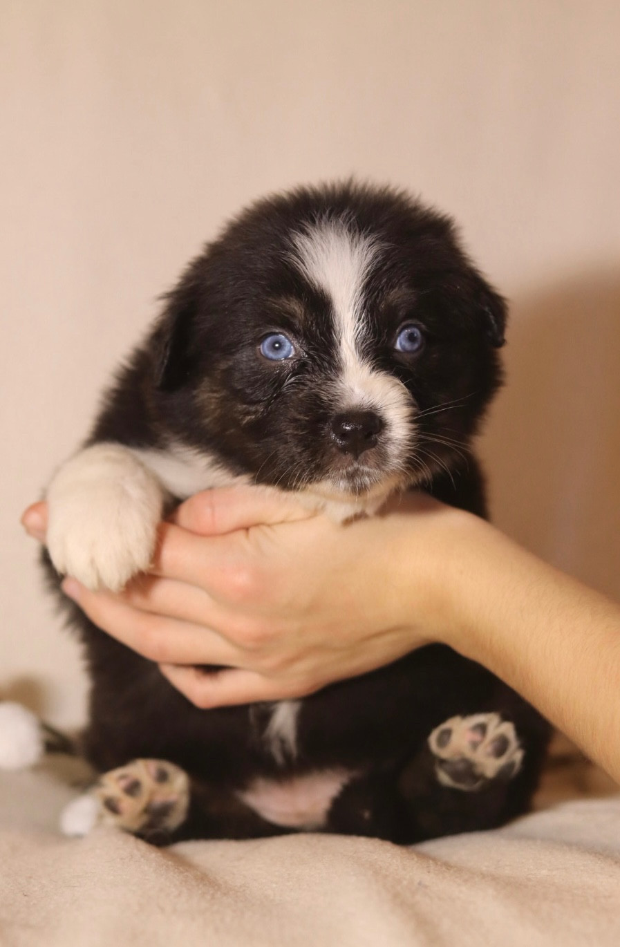 Aux Mille éclats D'Aphrodite - Chiots disponibles - Berger Australien