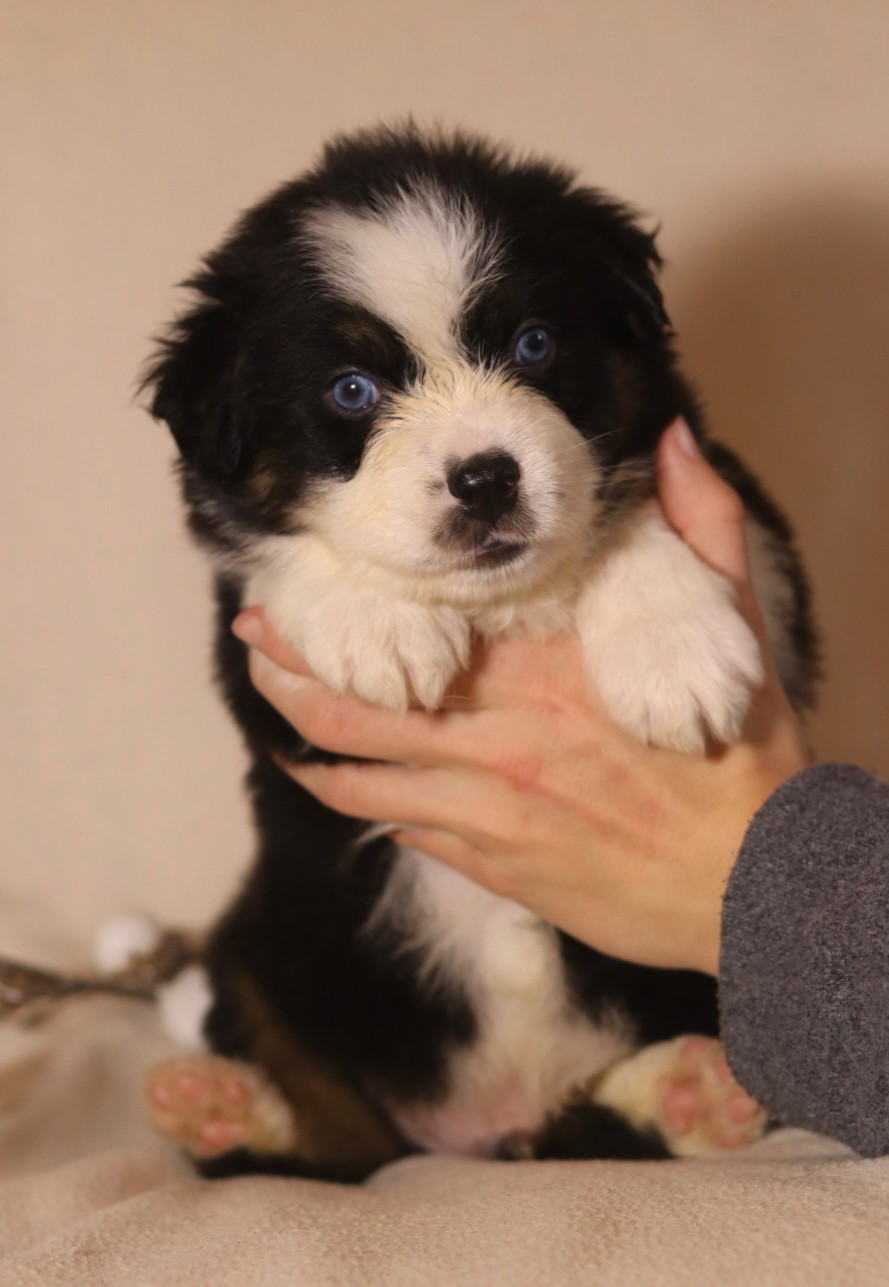 Aux Mille éclats D'Aphrodite - Chiots disponibles - Berger Australien