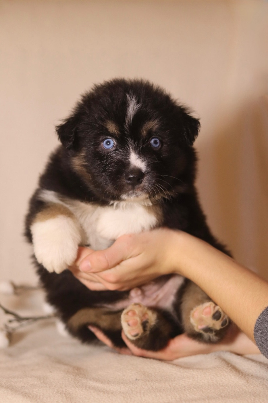 Aux Mille éclats D'Aphrodite - Chiots disponibles - Berger Australien