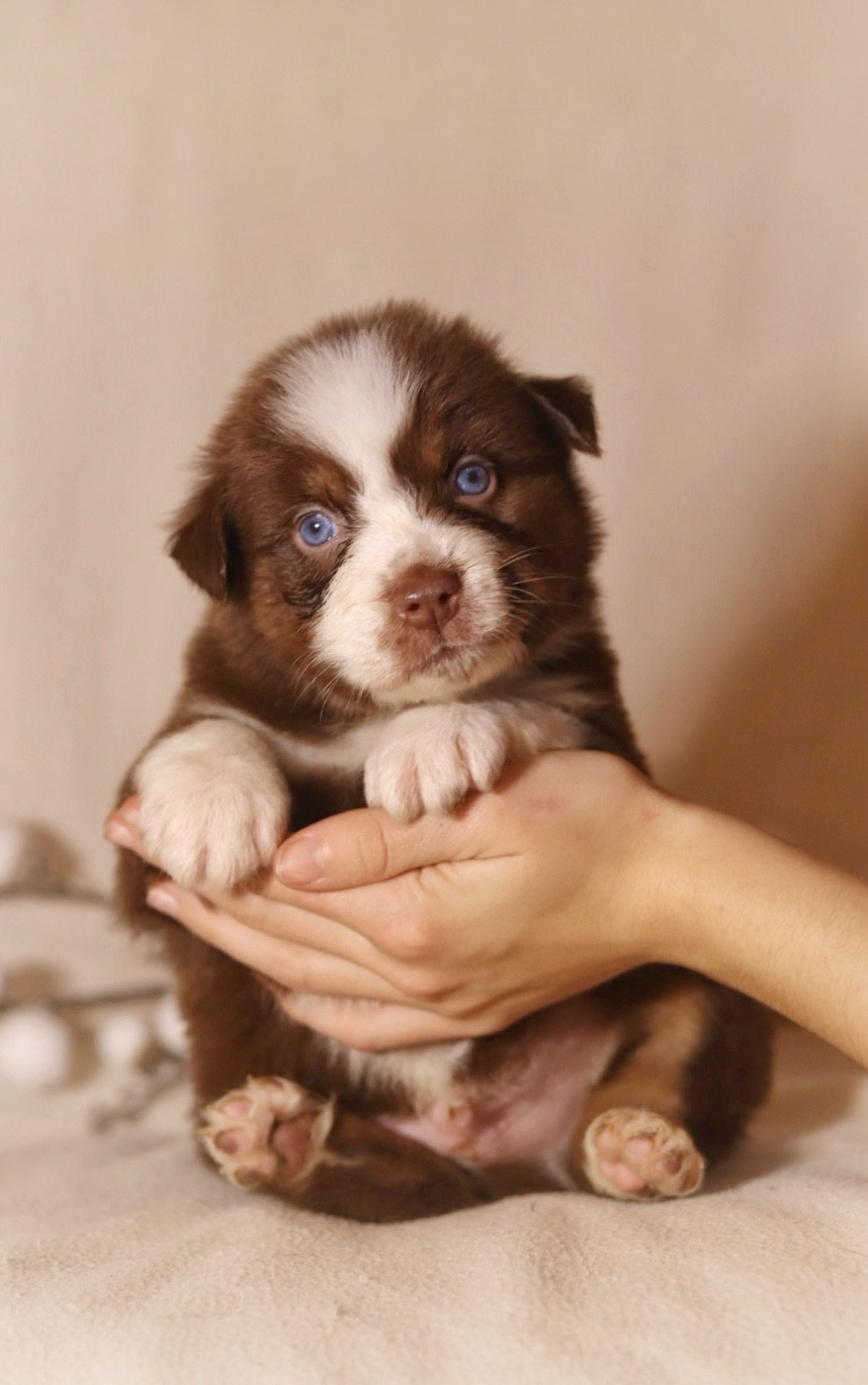 Aux Mille éclats D'Aphrodite - Chiots disponibles - Berger Australien