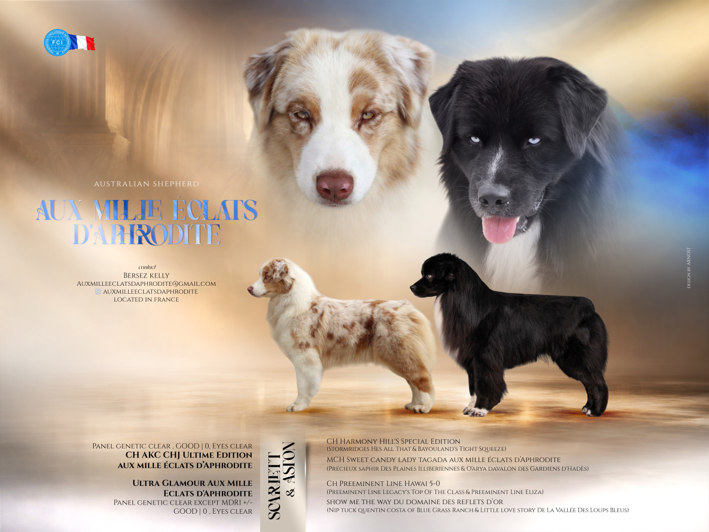 Aux Mille éclats D'Aphrodite - Berger Australien - Portée née le 25/02/2026