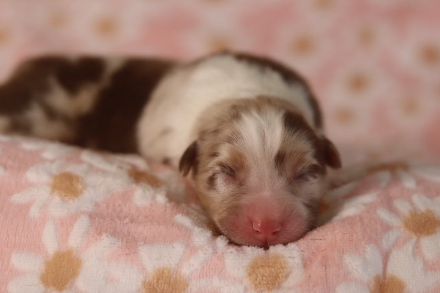 Aux Mille éclats D'Aphrodite - Chiots disponibles - Berger Australien