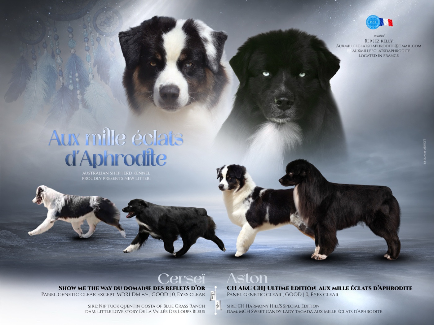 Aux Mille éclats D'Aphrodite - Berger Australien - Portée née le 23/02/2026