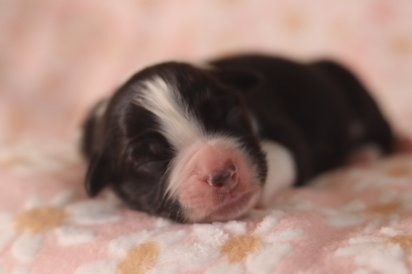 Aux Mille éclats D'Aphrodite - Chiots disponibles - Berger Australien