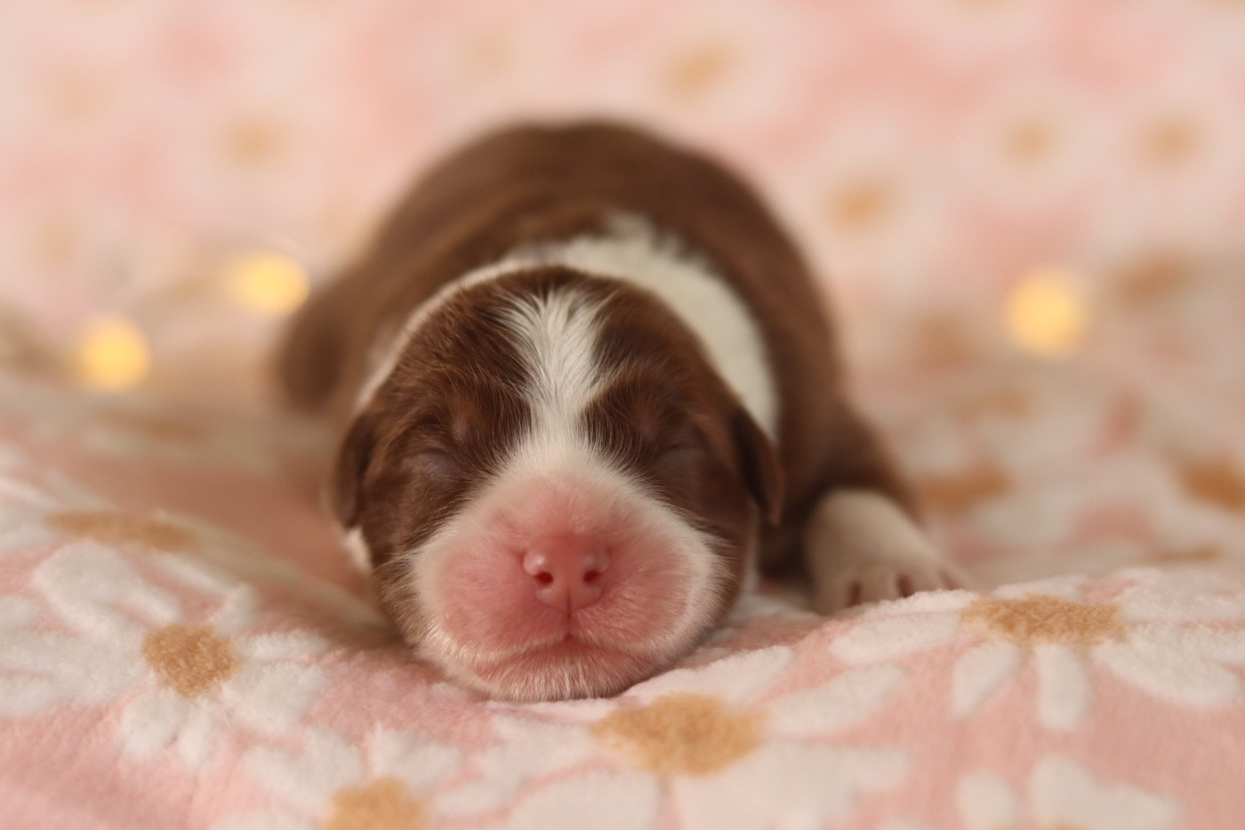 Aux Mille éclats D'Aphrodite - Chiots disponibles - Berger Australien