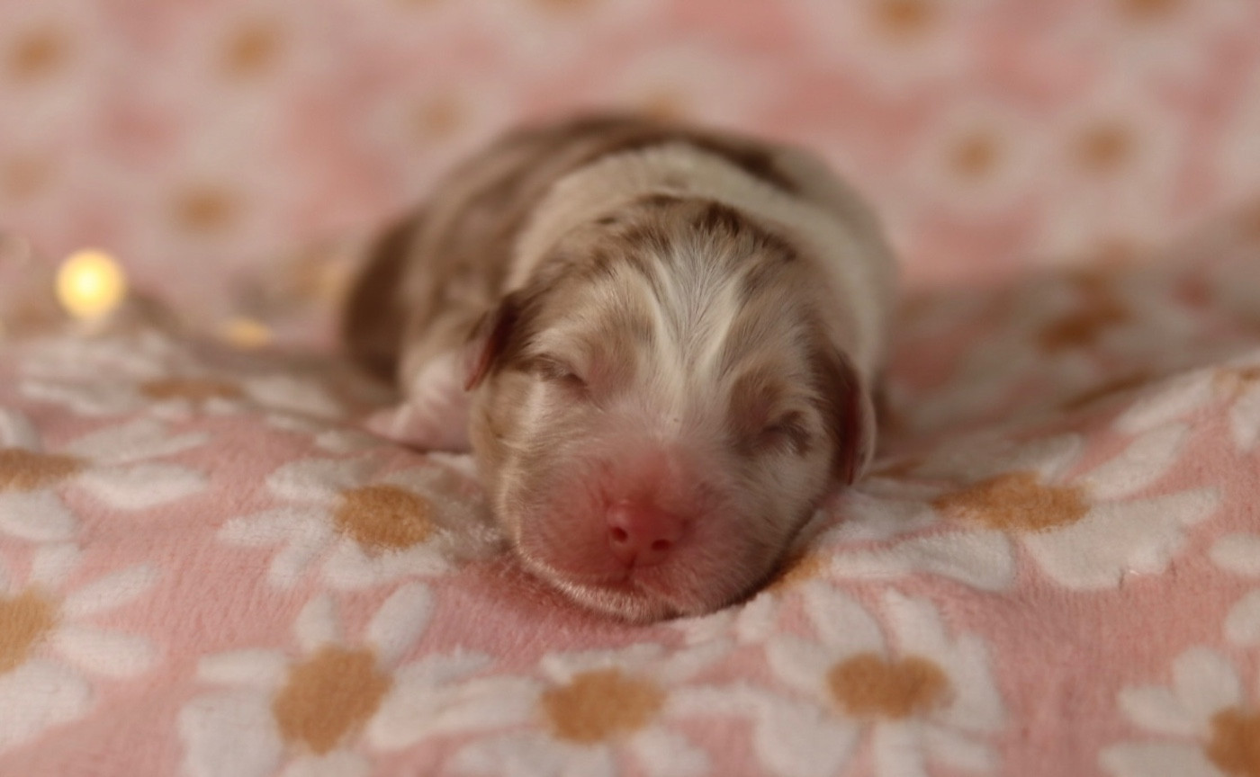 Aux Mille éclats D'Aphrodite - Chiots disponibles - Berger Australien