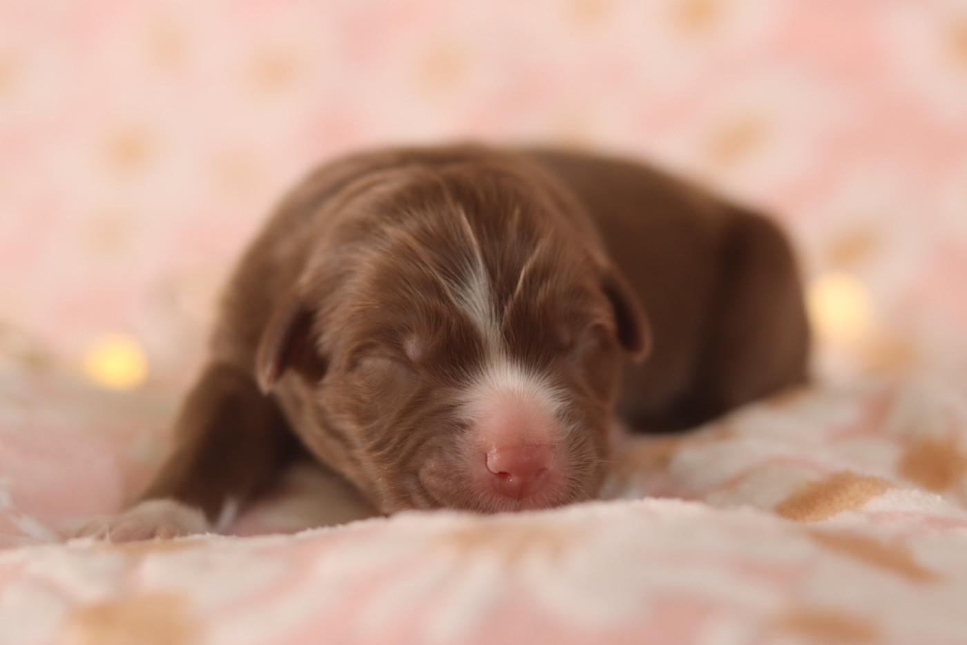 Aux Mille éclats D'Aphrodite - Chiots disponibles - Berger Australien