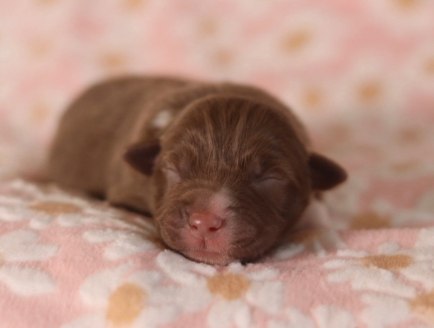 Aux Mille éclats D'Aphrodite - Chiots disponibles - Berger Australien