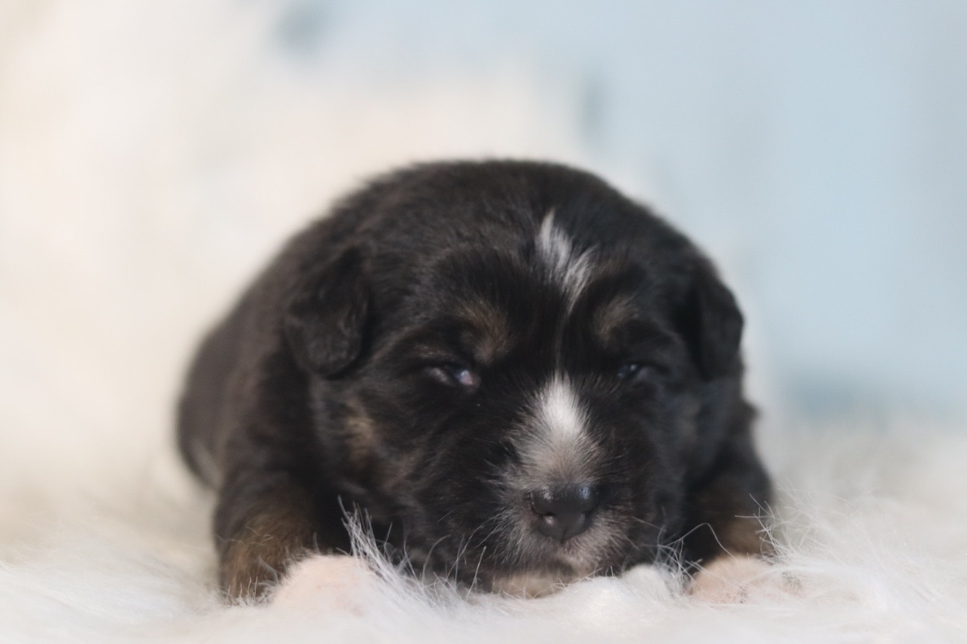 Aux Mille éclats D'Aphrodite - Chiots disponibles - Berger Australien