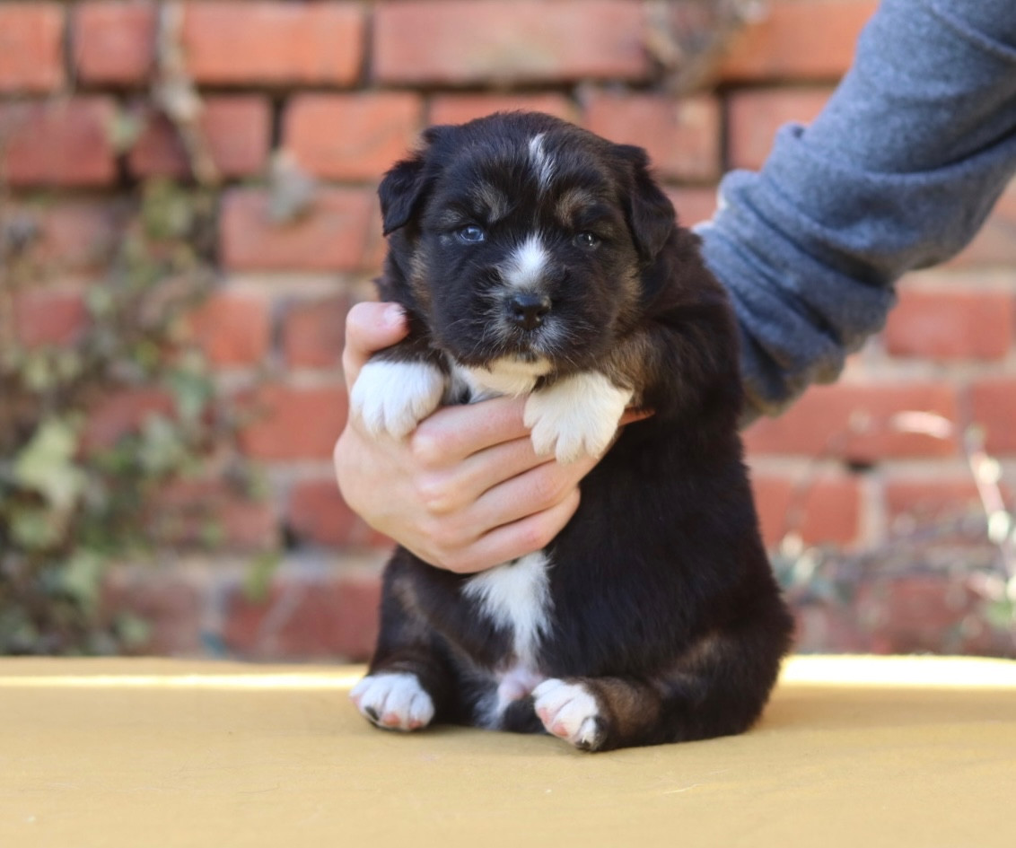 Aux Mille éclats D'Aphrodite - Chiots disponibles - Berger Australien