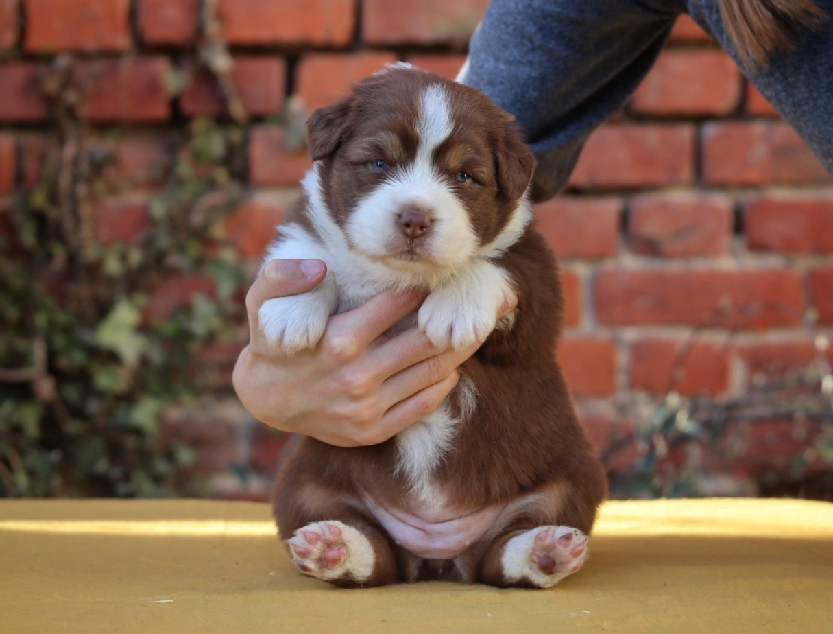 Aux Mille éclats D'Aphrodite - Chiots disponibles - Berger Australien