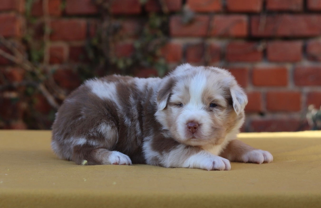 Aux Mille éclats D'Aphrodite - Chiots disponibles - Berger Australien