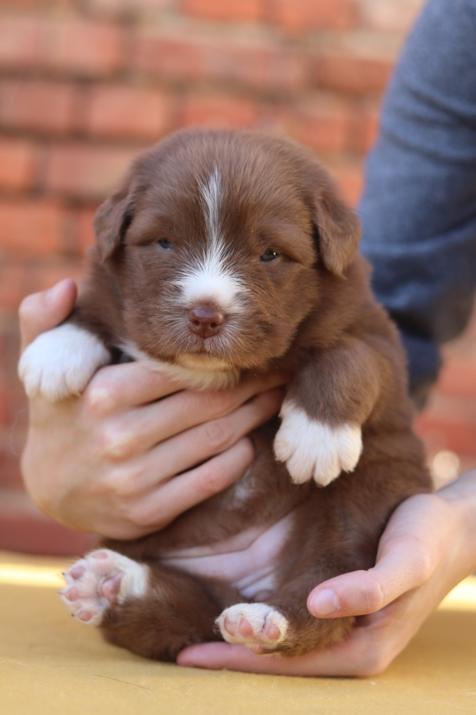 Aux Mille éclats D'Aphrodite - Chiots disponibles - Berger Australien