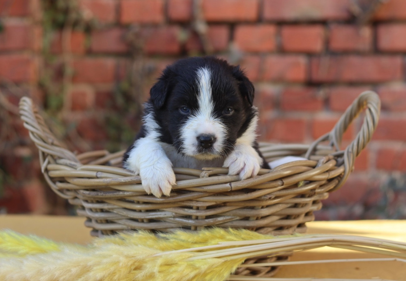 Aux Mille éclats D'Aphrodite - Chiots disponibles - Berger Australien