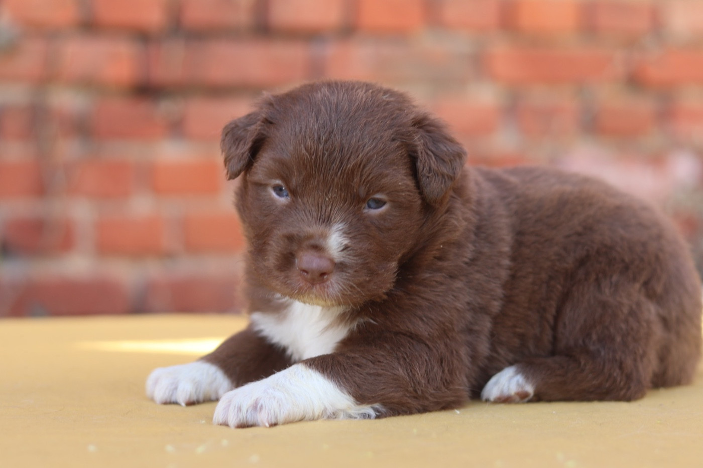 Aux Mille éclats D'Aphrodite - Chiots disponibles - Berger Australien