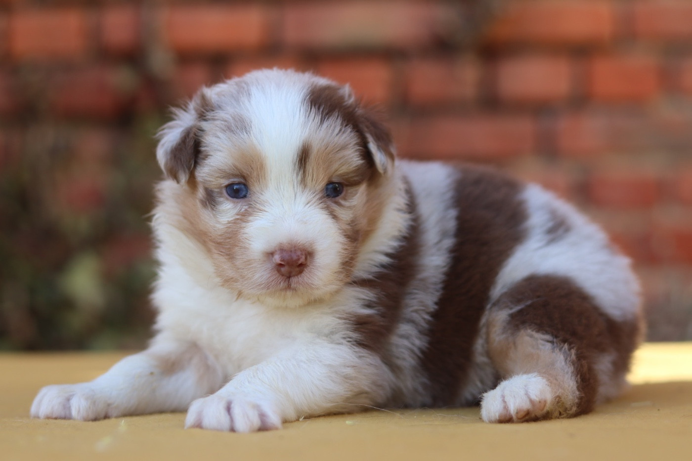 Aux Mille éclats D'Aphrodite - Chiots disponibles - Berger Australien