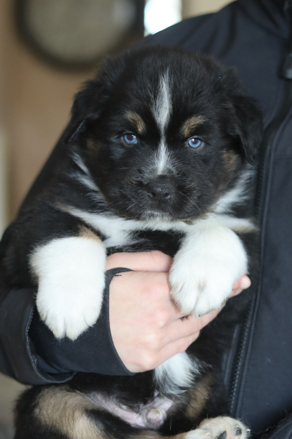 Aux Mille éclats D'Aphrodite - Chiots disponibles - Berger Australien